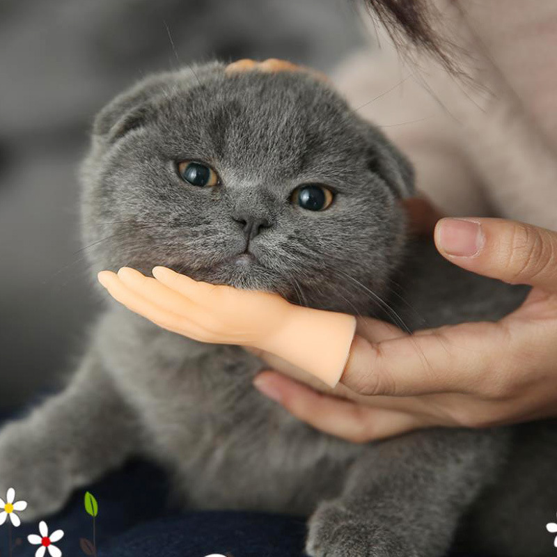 Cat grooming gloves, cat finger toys, creative pet supplies