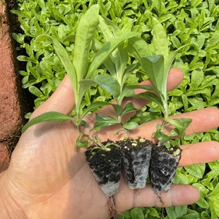 Green Pom-Pom Flower Seedling Base Wholesale Seasonal Grass Flower Green Ping Pong Flower Courtyard Balcony Easy-To-Grow Dianthus Plant