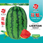 大果花皮耐重茬西瓜种子粒尔田花魁椭圆果西瓜种子大面积用种