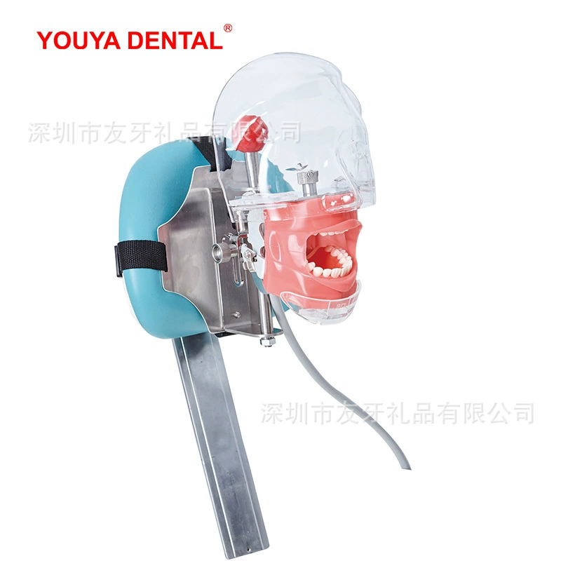 Realistic mannequin head, detachable practice for training, teeth model, training