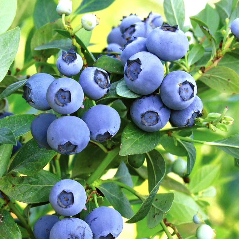 Рассада черники в горшке Юрайка Черничная рассада