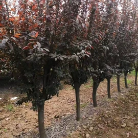 灌木;水生植物;一二年生花卉