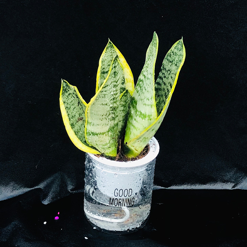 Oficina de árboles ricos para cultivar pequeñas plantas verdes en maceta, flores de arroz, plantas de mesa hidropónicas de orquídea de tigre image 2