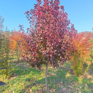 ���~����  ����  �|���ͺ�����  5-10���ֶ���  ���~�G������