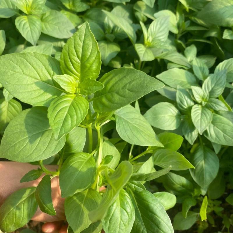 【大叶荆芥种子】荆芥籽河南香芥菜春季香荆荠线荠四棱杆蒿假苏籽