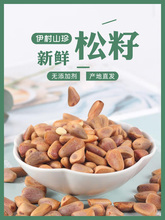 2023年伊春新鲜生松子大颗粒东北红松子不开口原味未加工野生松子