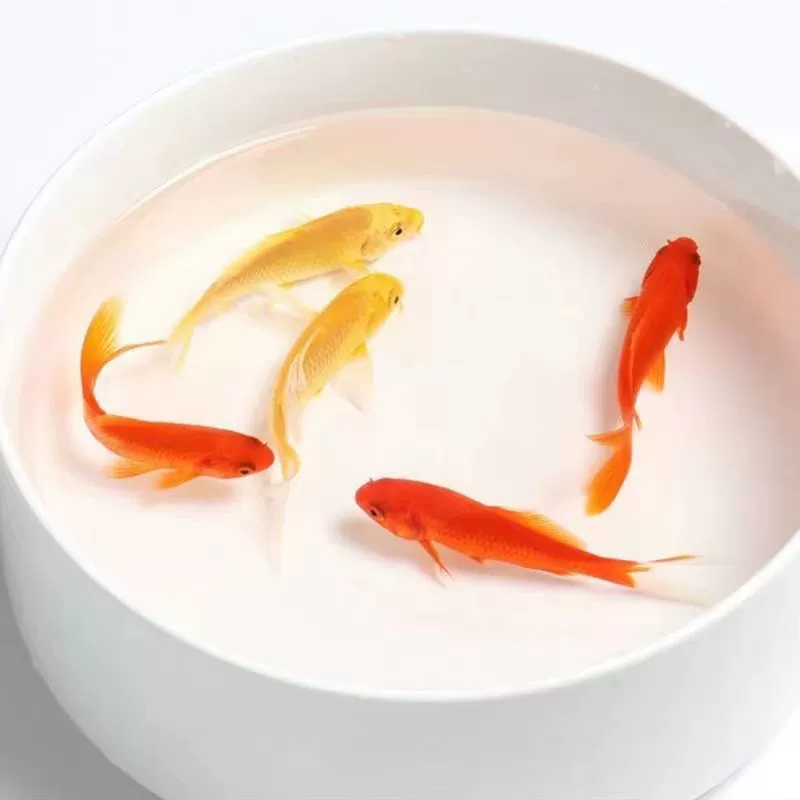 Живая карп koi золотой (декоративный), разноразмерные 4–15 см, оптовые пакеты и варианты комплектов