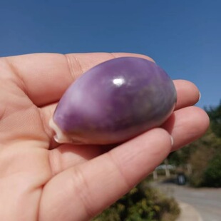 Natural conch Baixing purple conch purple shell agate conch coral fish tank landscape decoration shell diy crafts
