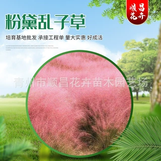 粉黛乱子草 园林绿化粉黛乱子草 基地批发花海景观花卉乱子草