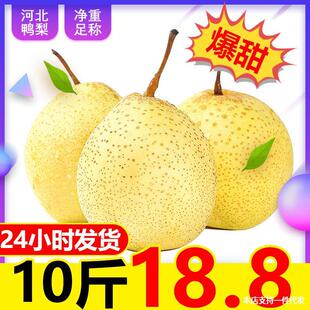 Yali Fresh Water Pear 10 Catties 10 фунтов всей коробки сезона - сезонные фрукты хрустящая сладкая груша Hebei Specialty