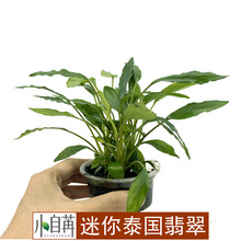 ��������̩����佷����ˮ�ݻ��w���l�~���쾰�b�ˮ�����к󾰲�