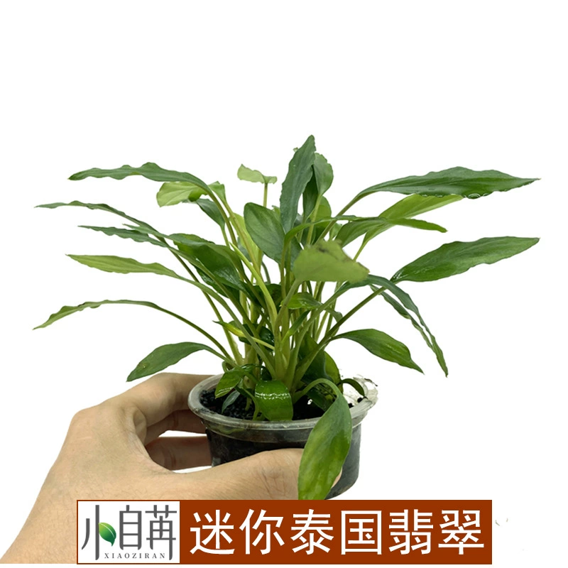 Желе Мини Таиланд Нефритовый Перец Трава Настоящая Водная Трава Живая Оптовая Продажа Аквариум Ландшафтный Дизайн Украшение Аквариум Средний и Задний Вид Трава