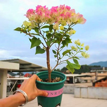 ��Ʒ�N����÷����С���҃��̨ͥԺ���B�����ļ��_����������ֲ��