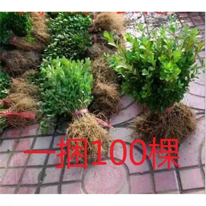 Саженцы для озеленения двора, саженцы самшита, саженцы дыни, мелколистный самшит, саженцы ореха, четырехсезонные вечнозеленые саженцы, сад