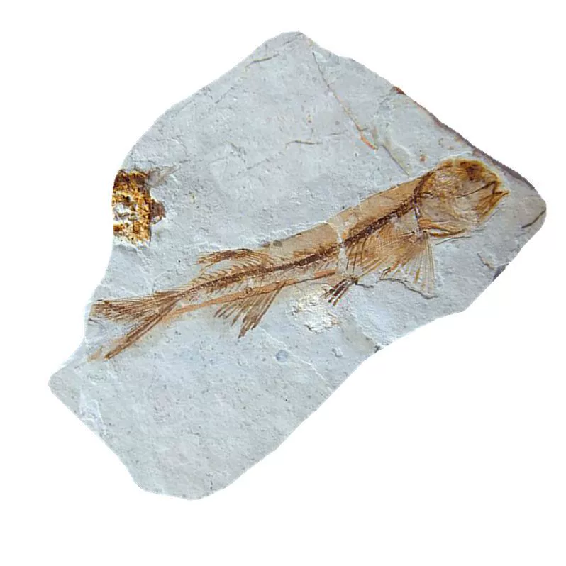 Окаменелые фрагменты натуральных волчьих плавников были восстановлены в полные ископаемые образцы палеонтологии