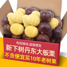 【新下树】正宗新鲜生现摘丹东板栗5斤栗子锥去毛球油栗仁蔬罗田