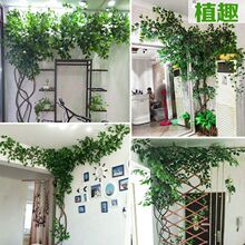 ������~��֦���ټ��~������ֲ���҃ȹܵ������b��ٗl��픾Gֲ��
