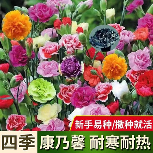 Double Carnation Flower Seeds Are Sown and Bloomed in All Seasons, Mixed Color Flower Seeds, Indoor Courtyard Balcony Easy-To-Survive Potted Plants