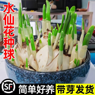 �ذ�ˮ�ɻ��N��ˮ�B�����ļ�����ֲ���҃��⻨�Gֲˮ����B������