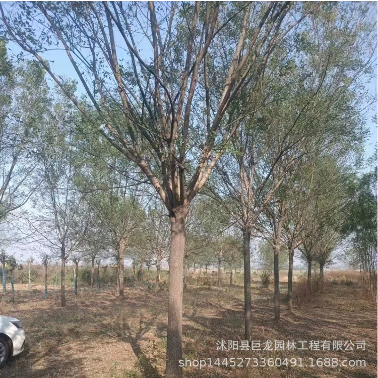 Быстрорастущие саженцы акации с полными характеристиками Саженцы акации 8-10-12- 15-25cm Акация