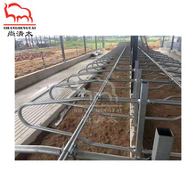 牛卧栏 镀锌管牛栏 牛场定位限位栏 对头双卧栏位 畜牧设备