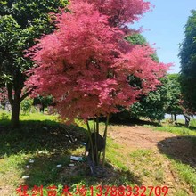 桂林全冠红小袖红枫露地绿化风景树
