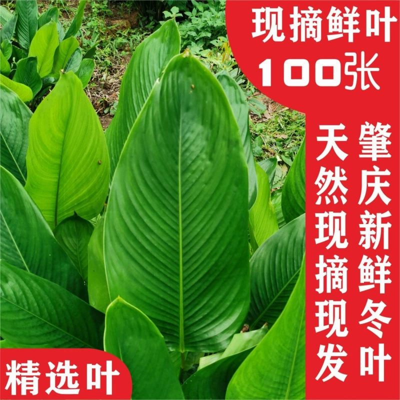 Гуанси, большие широколистые листья рисовых пельменей, зимние листья фермерского дома, свежие листья рисовых пельменей