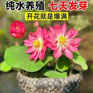 �����ɏˮ��ֲ���ļ��_���ܺ��B�ɻ��N�������҃��̨�N��˯ɏ�N