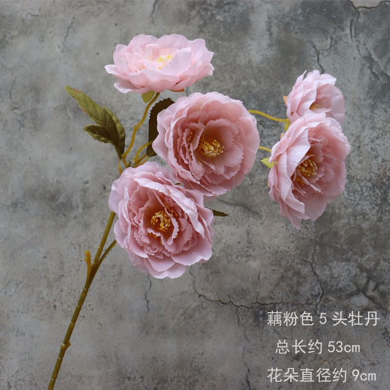 분홍색 연근 모란 5개