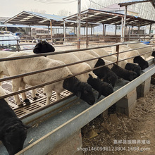 白头杜泊绵羊羔 黑头杜泊绵羊多少一只 小尾寒羊出售