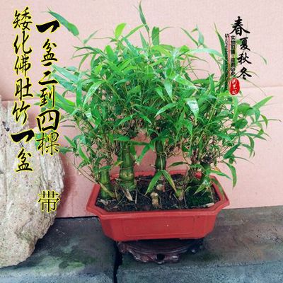 특가 난쟁이불배대나무 한그릇