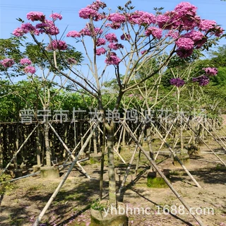 广东紫花风铃木紫花(绣球)风铃木丛生枫铃木地径3-20cm多花风铃木
