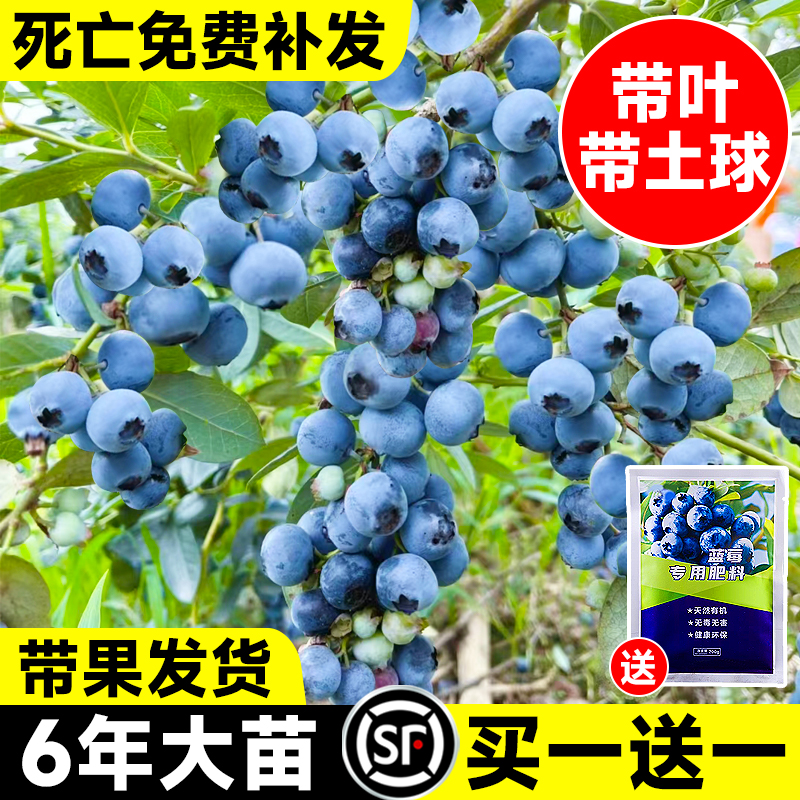 蓝莓树果苗盆栽南北方种植车兔眼蓝莓苗大果庭院阳台四季水果树苗