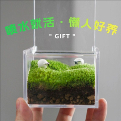 苔マイクロ風景屋内デスクトップ鉢植え新鮮な小さな緑の植物の装飾品オフィスギフトミニ苔生態ボトル