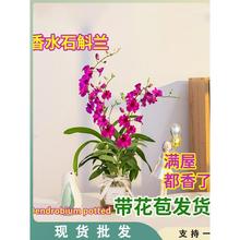 带花出售 绿植红泼墨石斛兰盆栽 石斛兰苗花卉植物室内好养兰花苗
