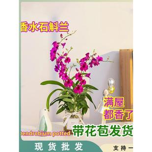 �������� �Gֲ�t��īʯ���m���� ʯ���m�绨��ֲ���҃Ⱥ��B�m����
