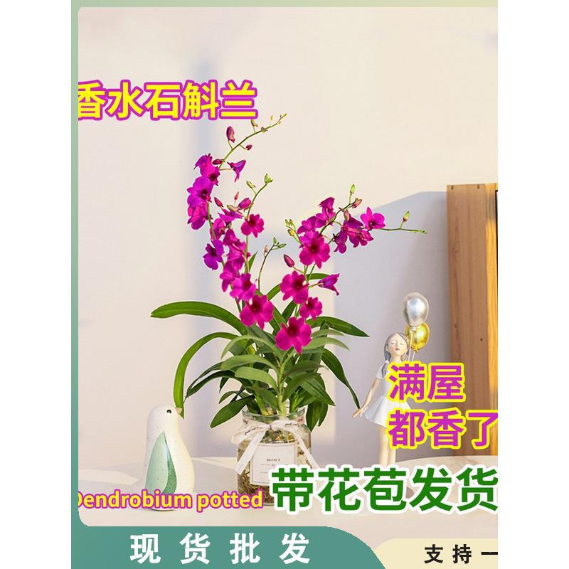 带花出售 绿植红泼墨石斛兰盆栽 石斛兰苗花卉植物室内好养兰花苗
