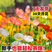 �����˻��N��ɫ���u�����˷N���̨ͥԺ���N�����ļ����NҊ���ͻ�