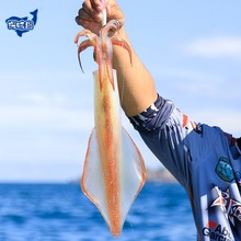 【顺丰包邮】东山岛手钓大管野大生鱿鱼海兔枪乌贼鲜活冷冻火箭鱿