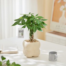 发财树室内外花卉盆景植物盆栽大招财树摇钱树花苗客厅绿植净化