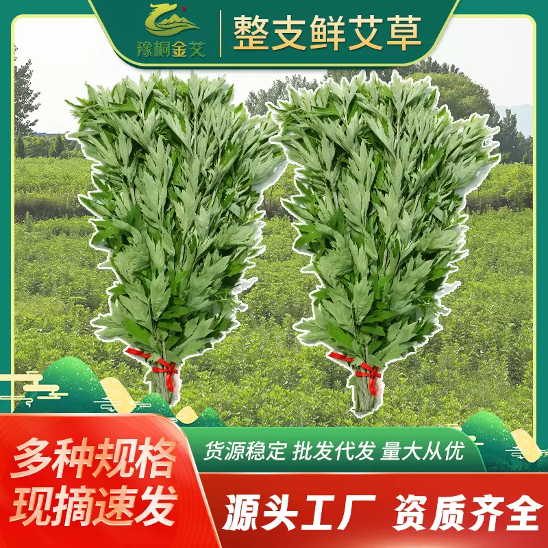 豫桐金艾整颗带杆艾草端午新鲜艾挂门窗泡澡泡脚月子洗头艾叶批发