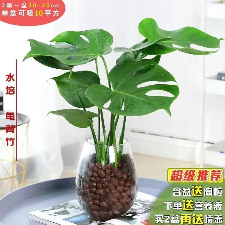 수경재배 몬스테라 2개, 높이 40-60, 용알병 + 세람사이트