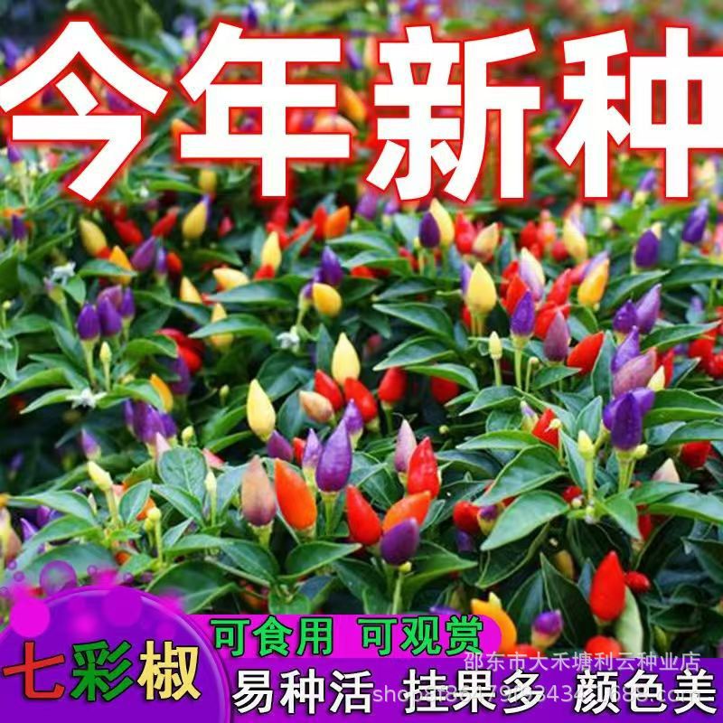 七彩椒种子五彩椒朝天椒种子籽阳台盆栽高产辣椒蔬菜种子四季播种