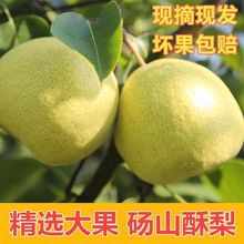 安徽砀山梨薄皮酥梨新鲜现摘苹果梨子510斤批发水果包邮