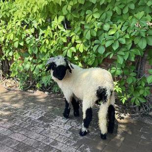 ����@���������R�ڱ�����۴��ȾW�t�ڱ�����w�ăr������Xһֻ