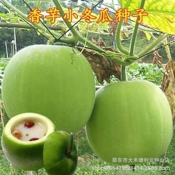 Taro Small Winter Melon Seeds Taro Scented White Powder Skin Edible Fresh Winter Melon Sowing High-Yielding Vegetable Seeds in All Seasons Taro Small Winter Melon Seeds Taro Scented White Powder Skin Edible Fresh Winter Melon Sowing High-Yielding Vegetable Seeds in All Seasons