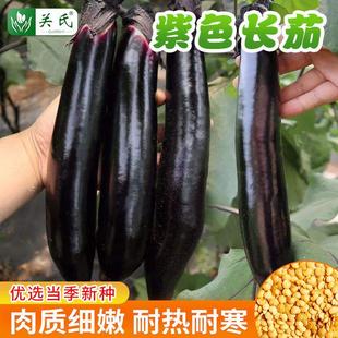 Purple Dragon Long Eggplant Seeds Old Variety Purple Eggplant Seeds Hangzhou Eggplant Purple Long Eggplant Seeds All Year Round Manufacturer Vegetable Seeds