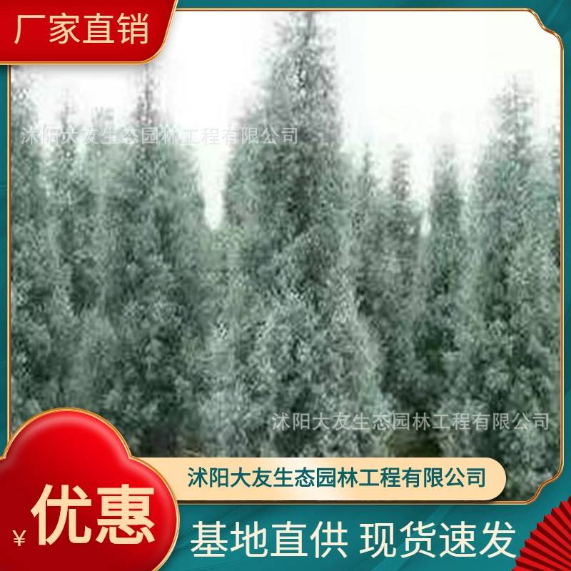 База оптом саженцы синих ледяных кипарисов собственного производства Живописный пейзаж дорога садовая инженерия озеленение саженцы