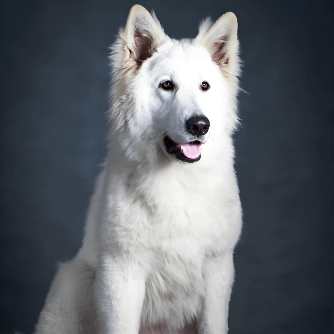 Оптовые индивидуальные крупные щенки чистокровных швейцарских овчарок, щенки для охраны, компаньонские собаки, домашние питомцы