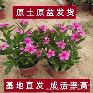 ľ�������_�L�������~÷���Ի����ļ��_���������̨ͥԺ����ֱ�l